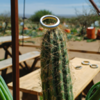 A cactus sitting next to onion rings on a farm